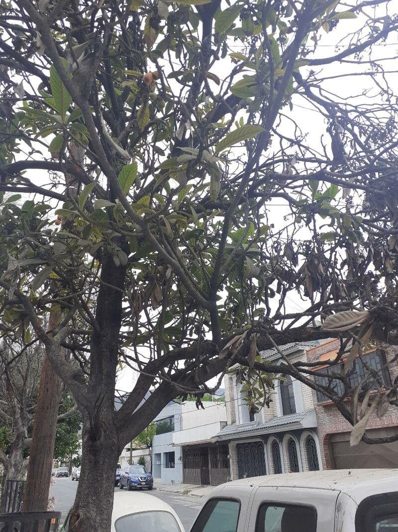 Pavetta schumanniana habit