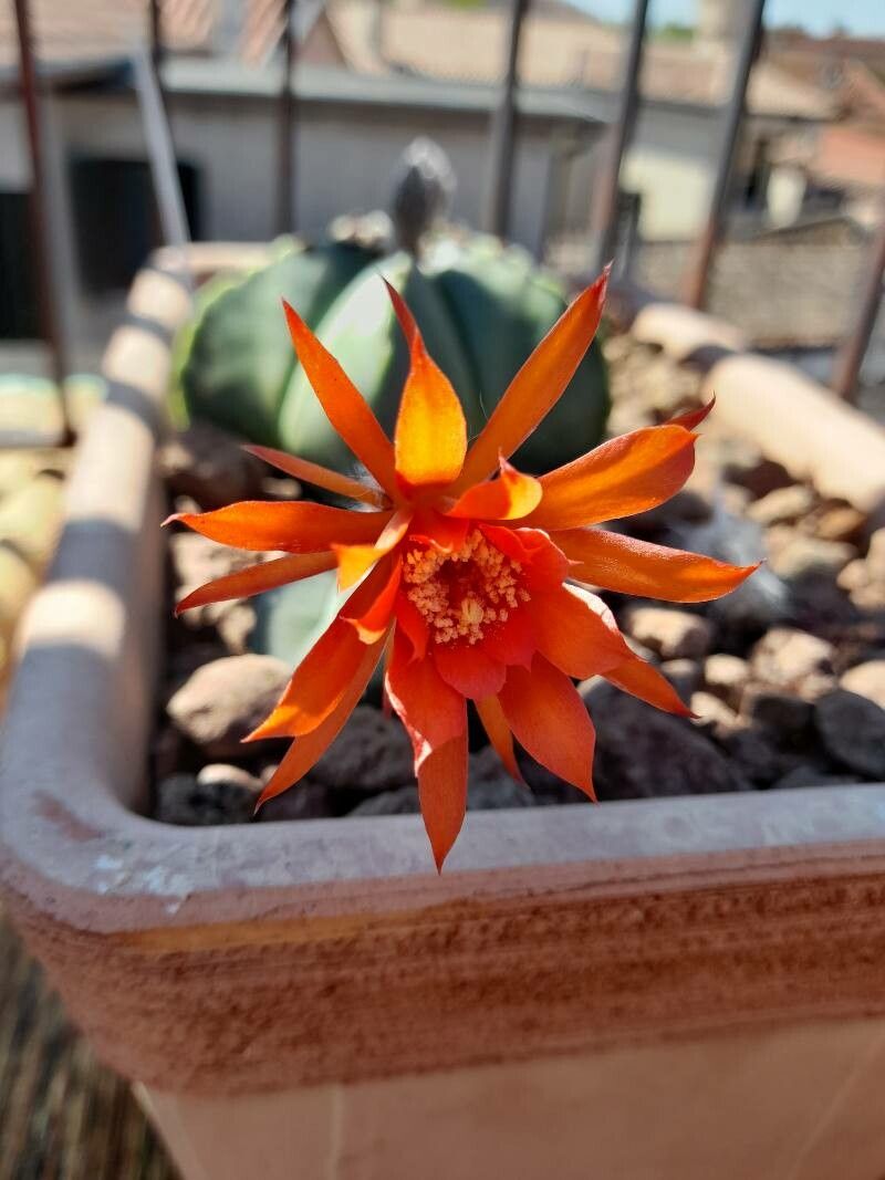 Matucana madisoniorum flower