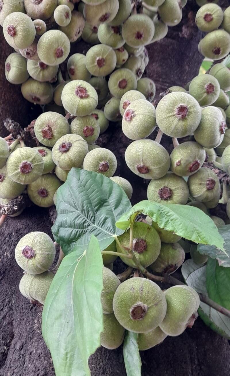 Ficus auriculata fruit