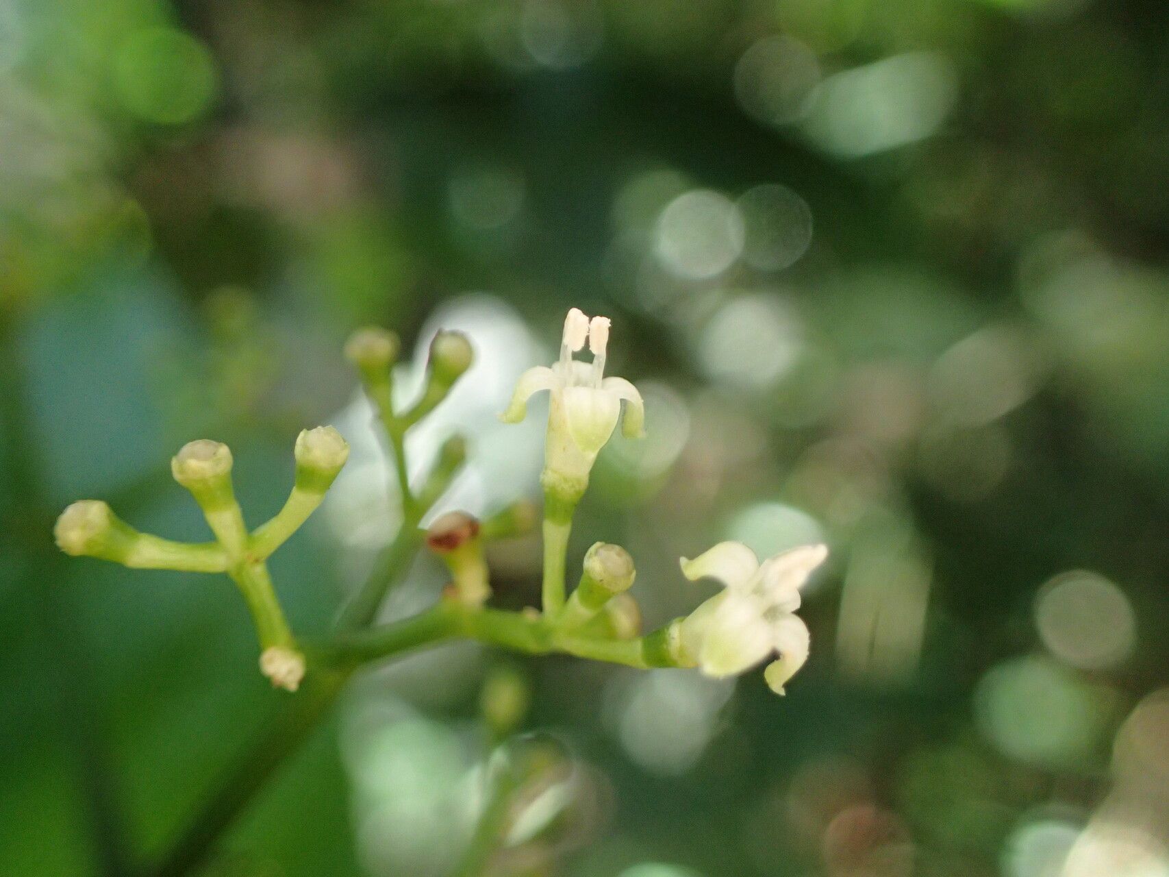 Psychotria lucens flower