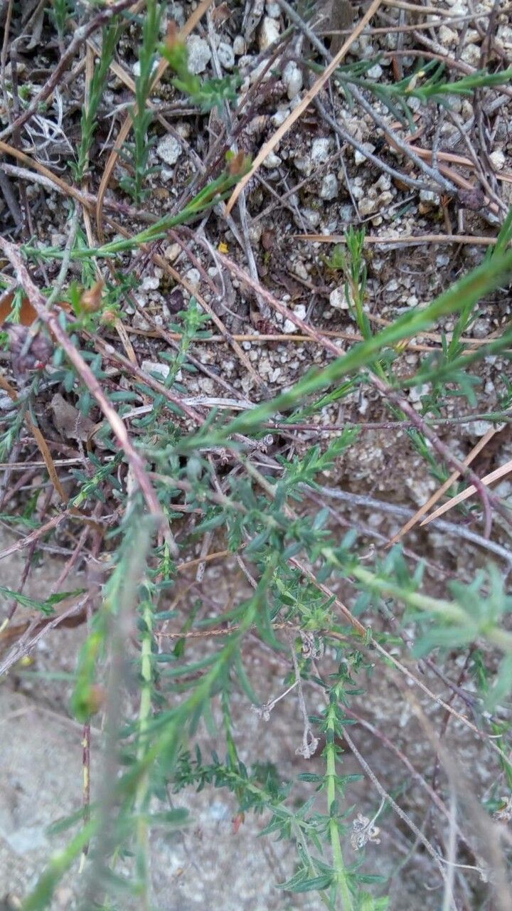 Helianthemum scoparium — houseplant care guide