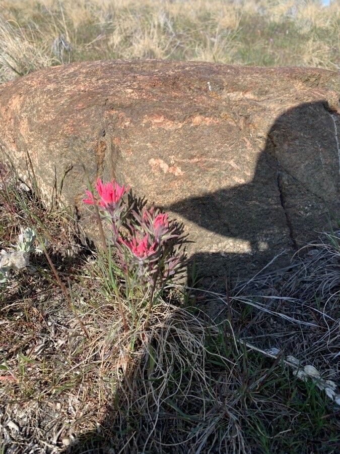Castilleja angustifolia flower