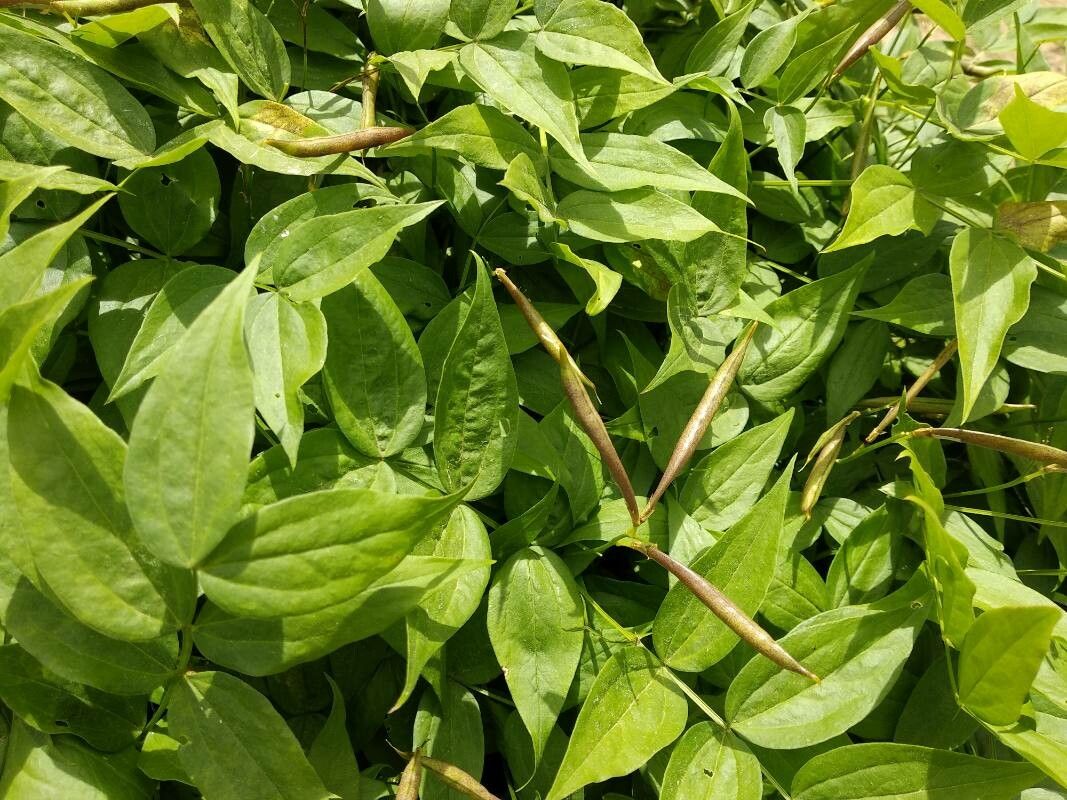 Lathyrus venetus fruit