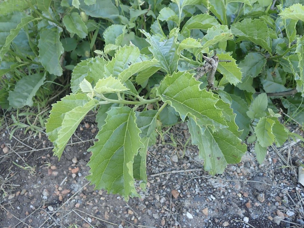 Cordia crenata other