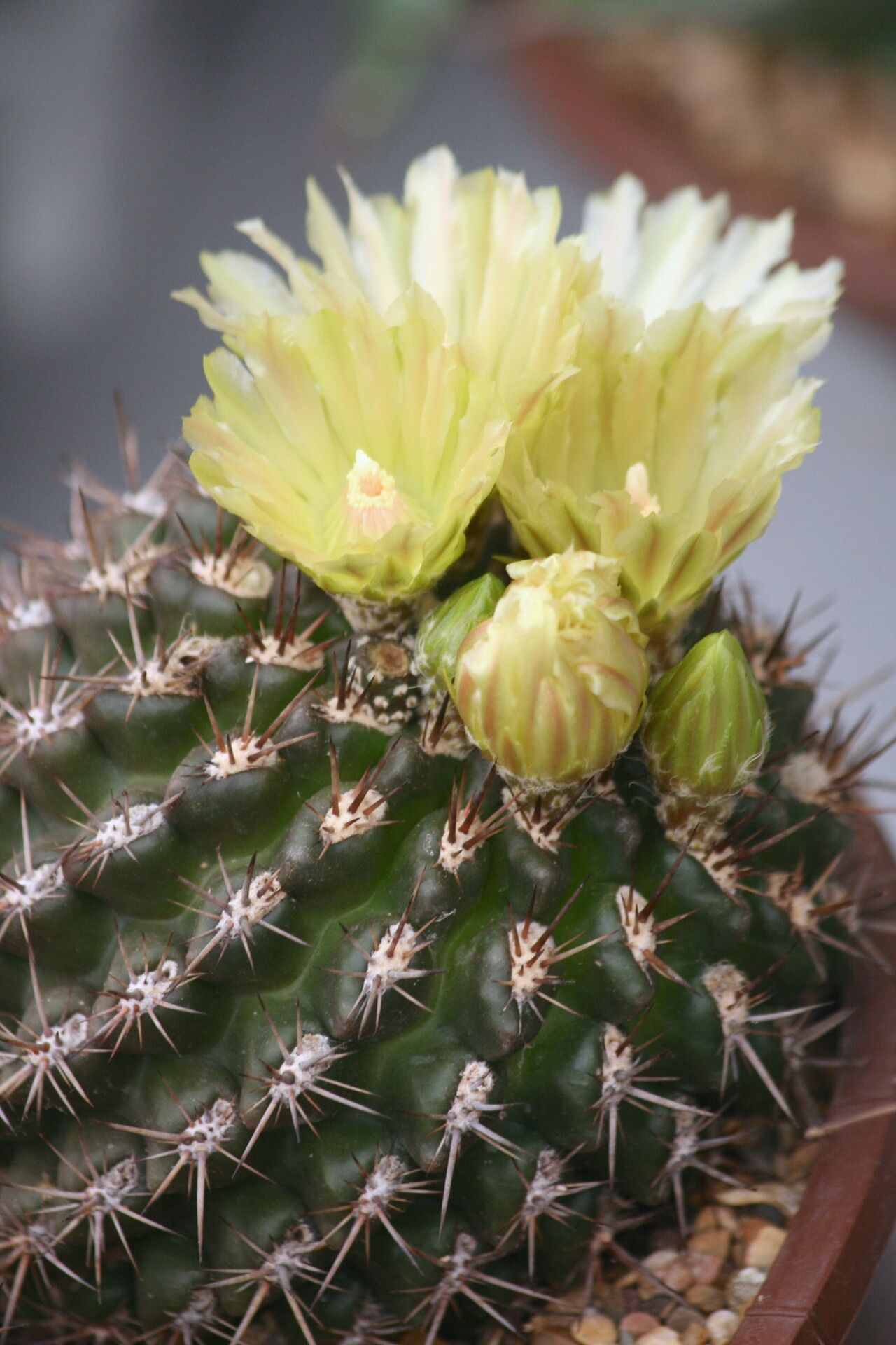 Eriosyce curvispina flower