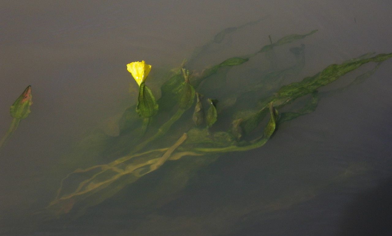 Ottelia ulvifolia — search result for 'Ottelia'