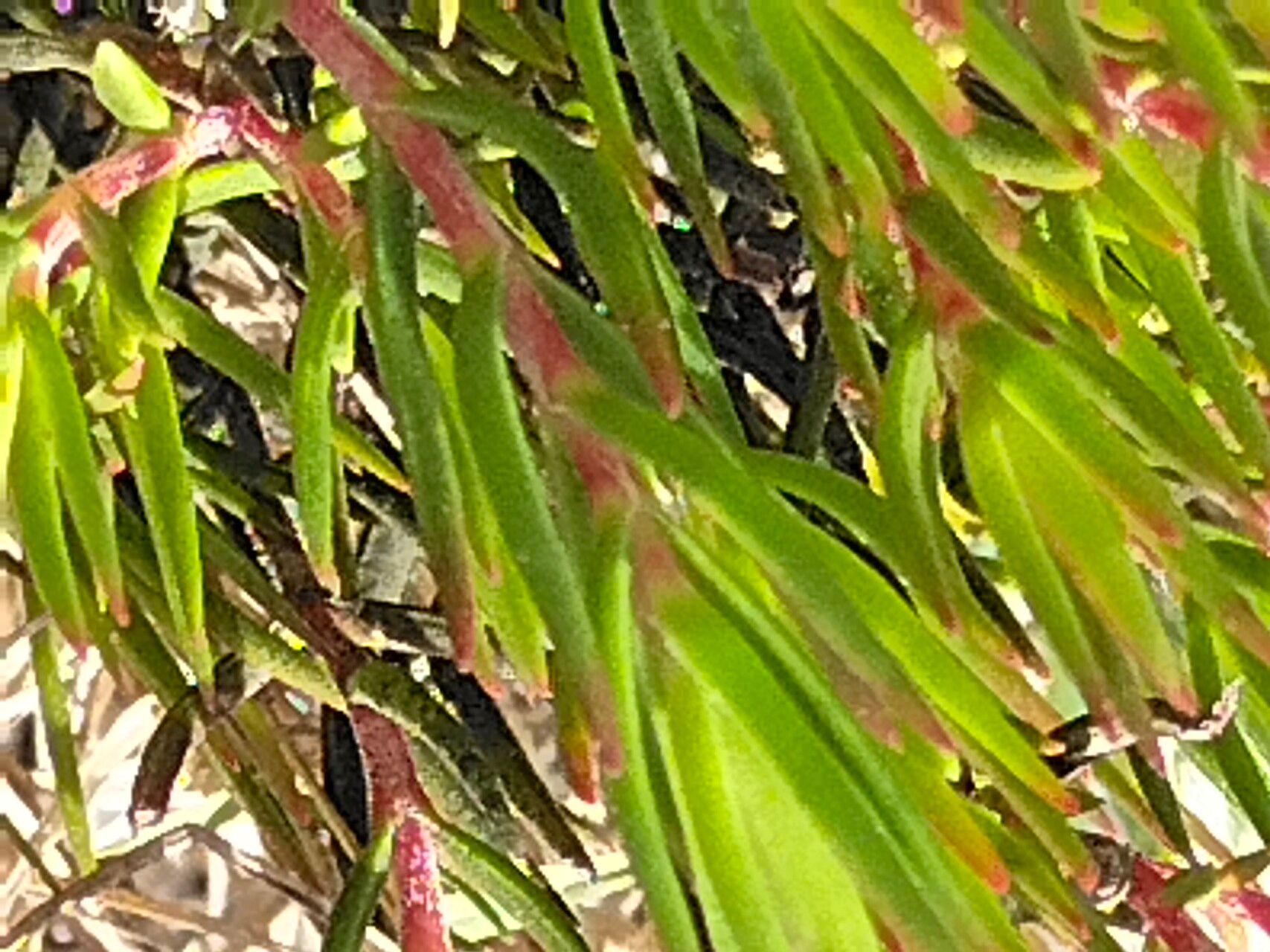 Crassula subulata — search result for 'Crassula'