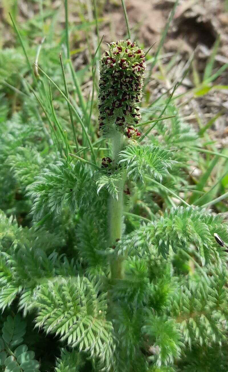 Acaena myriophylla flower