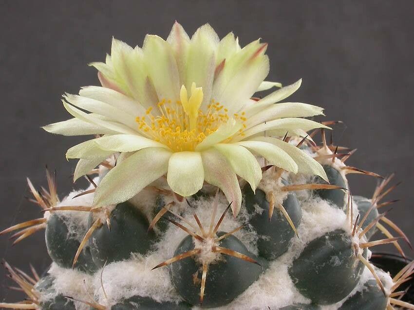 Coryphantha pycnacantha flower