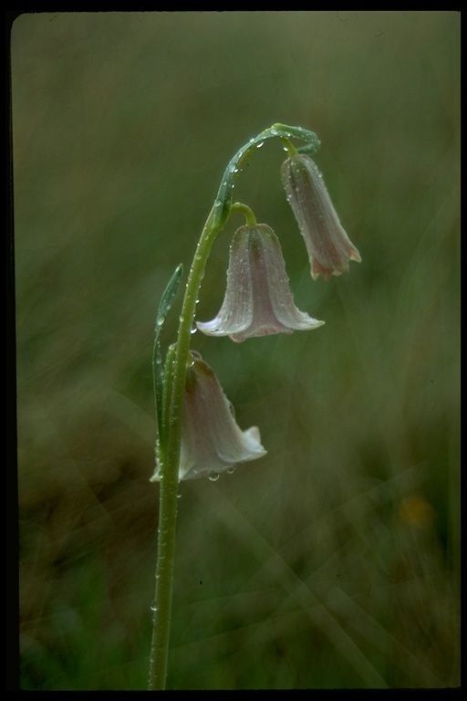 Fritillaria striata — search result for 'Fritillaria'