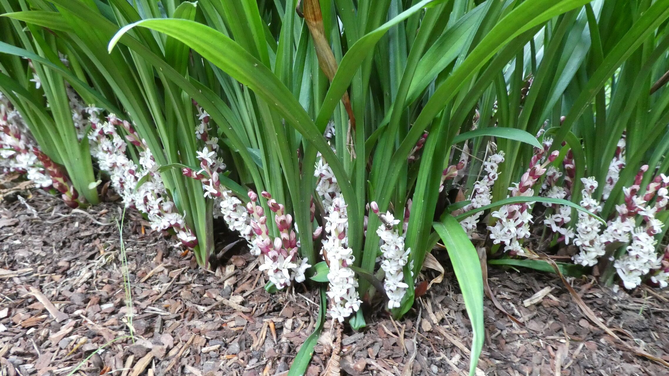 Reineckea carnea flower