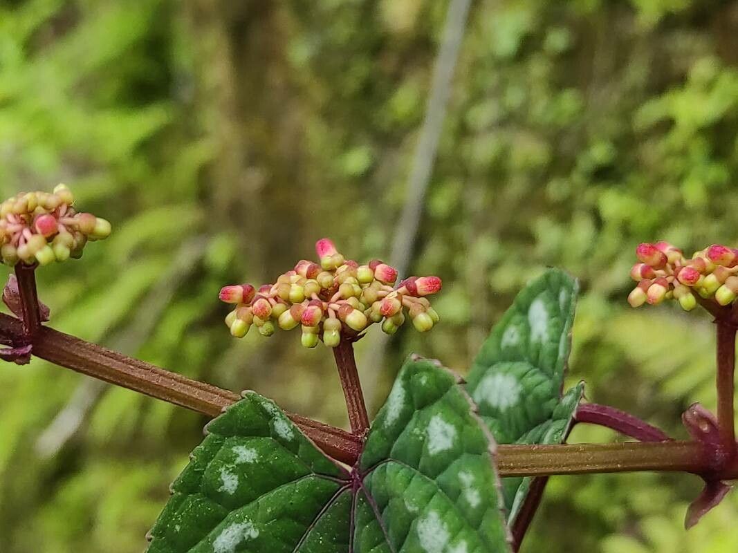 Cissus javana flower