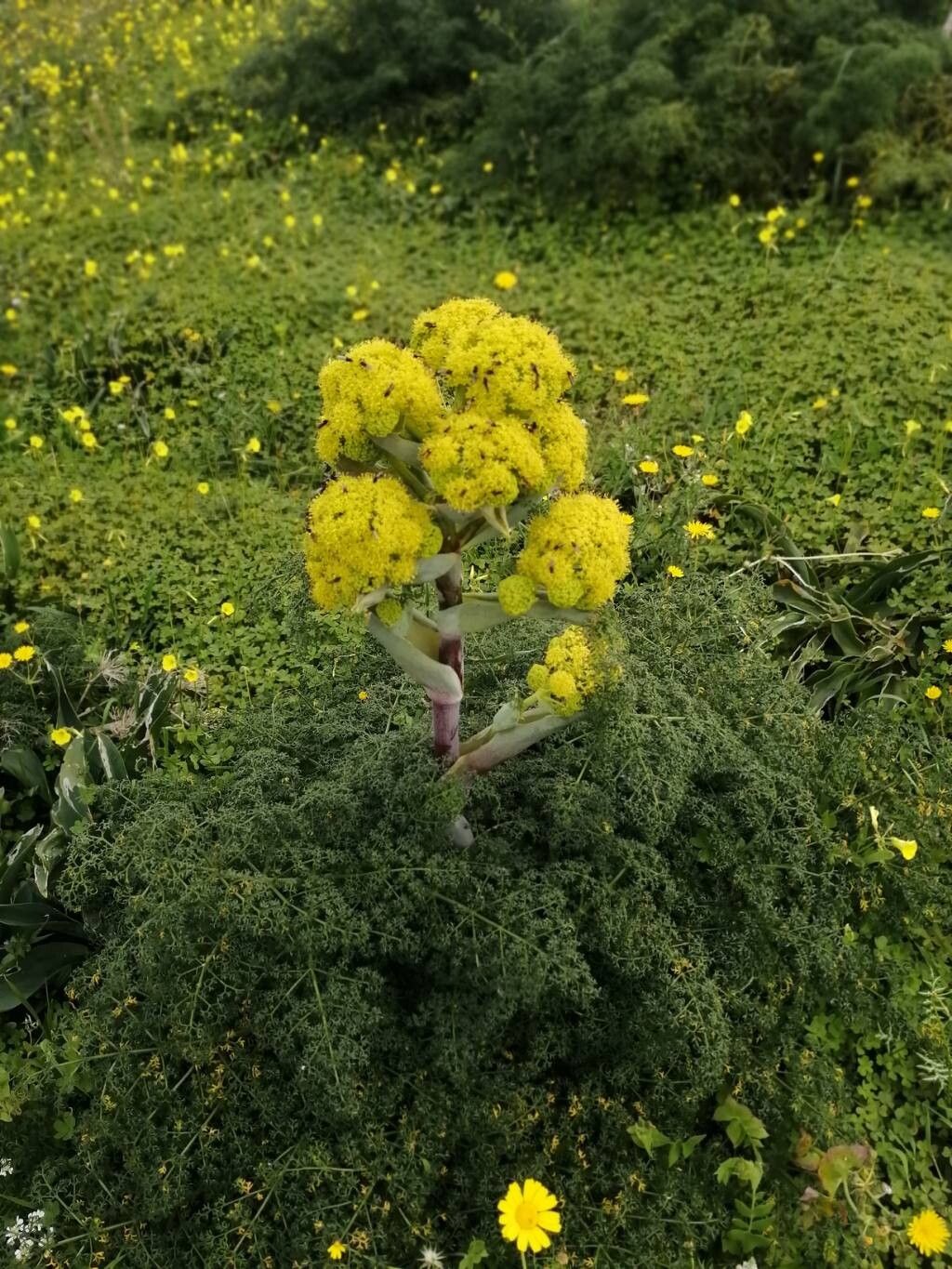 Ferula melitensis — search result for 'Ferula'