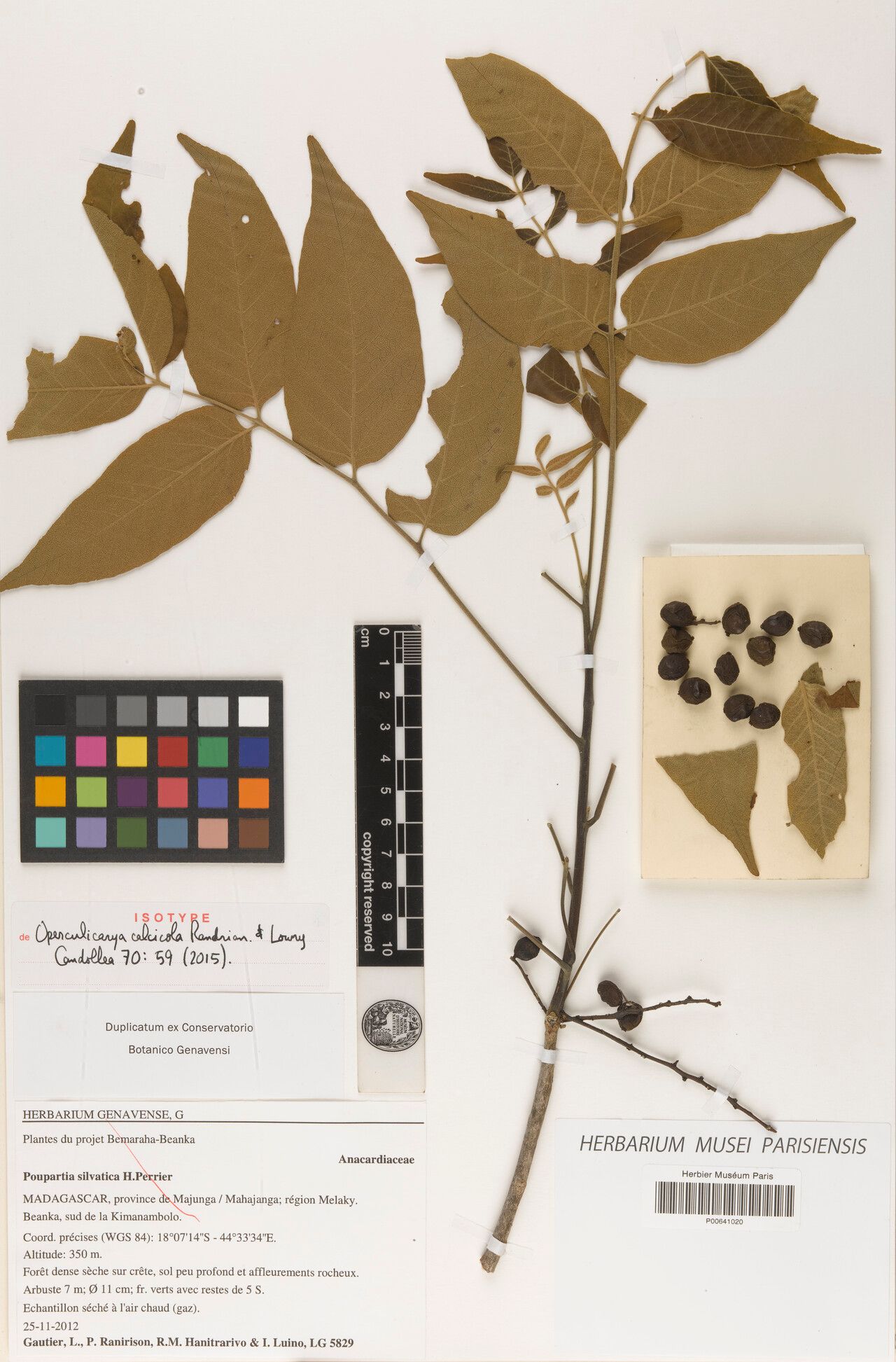 Operculicarya calcicola — related species from the same genus