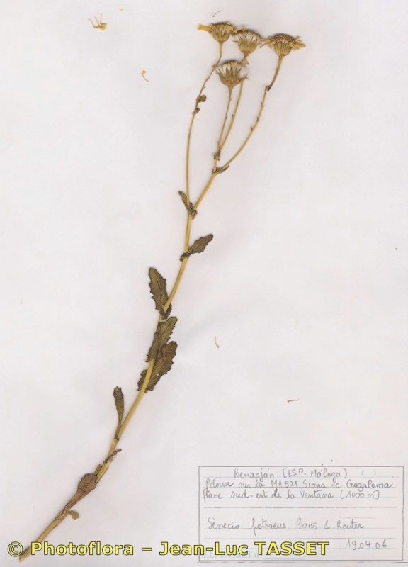 Senecio petraeus habit