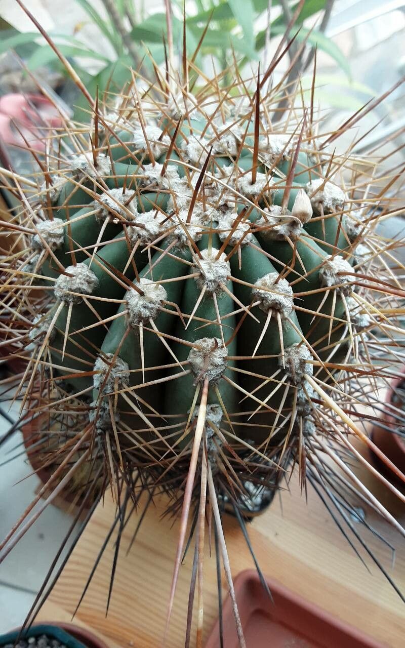 Weberbauerocereus cephalomacrostibas other