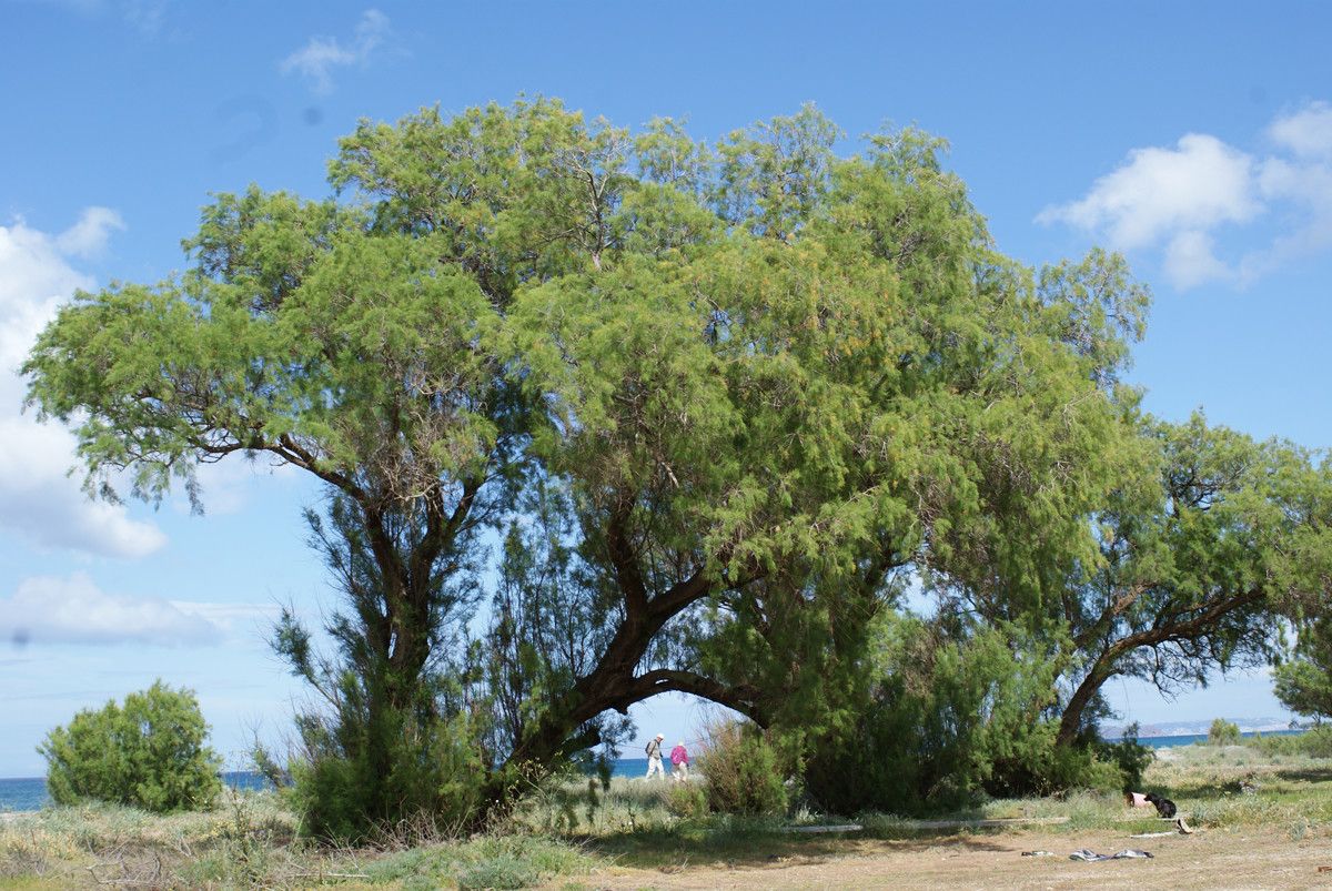 Tamarix smyrnensis — search result for 'Tamarix'