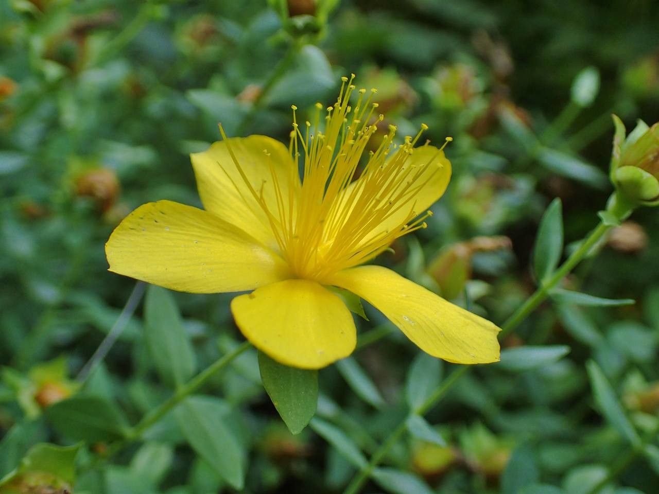 Hypericum reptans flower