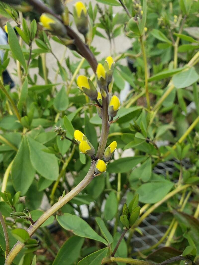 Baptisia sphaerocarpa flower