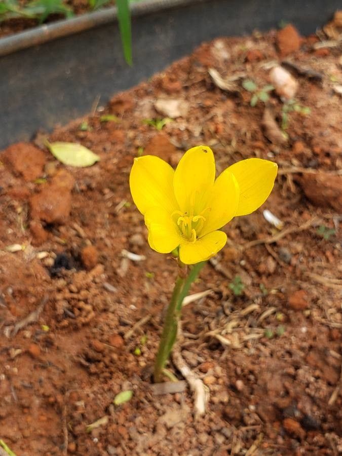 Zephyranthes citrina leaf