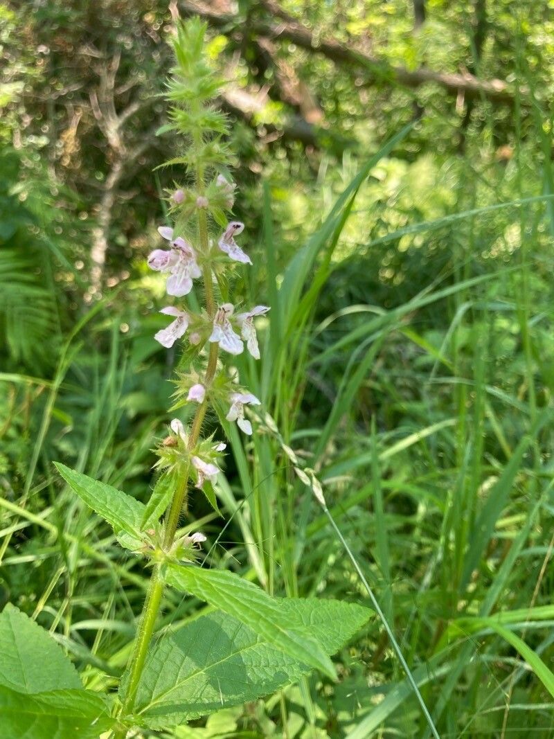 Stachys pilosa — search result for 'Stachys'