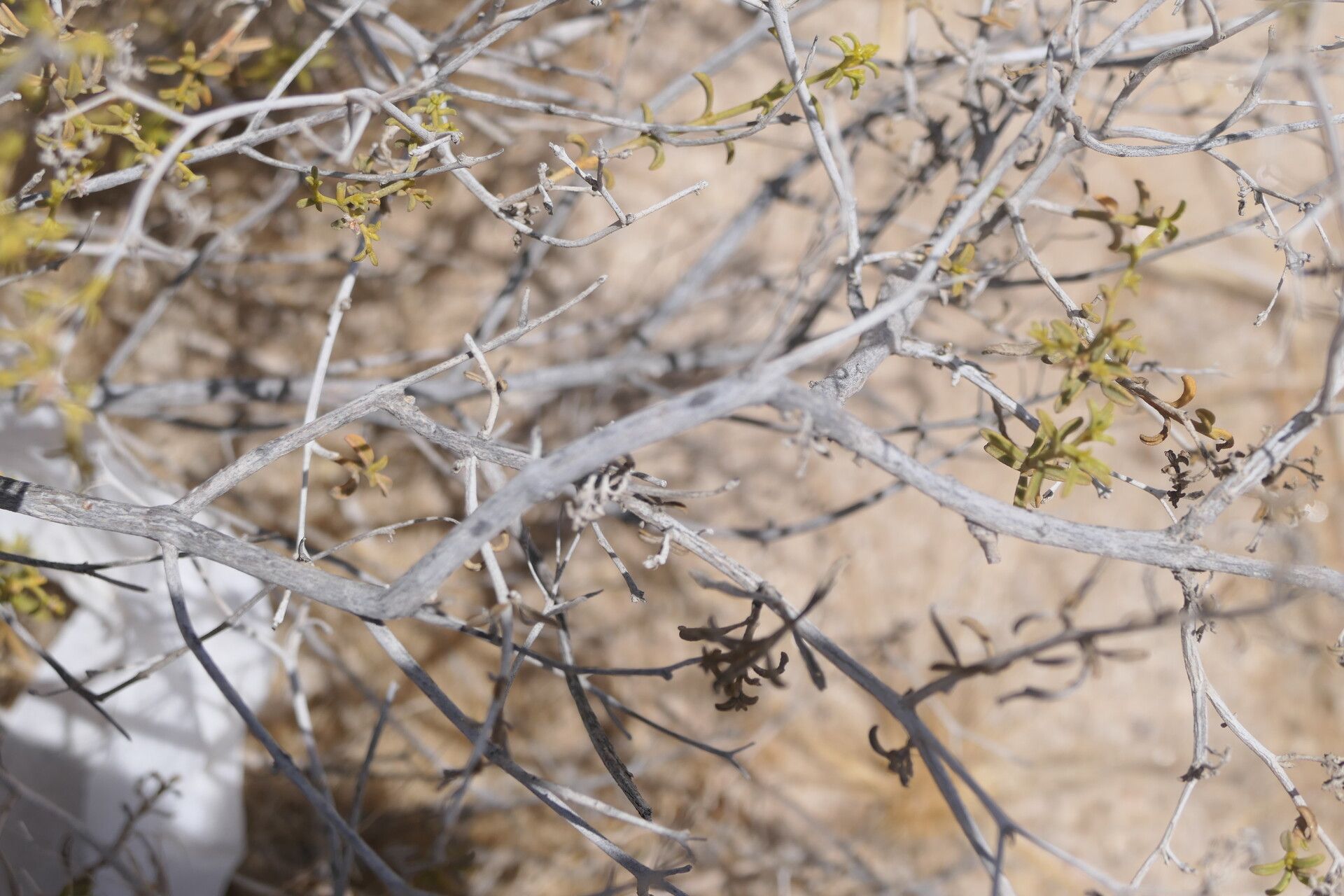 Aizoon africanum bark