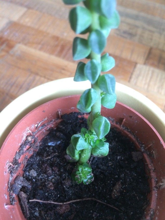 Peperomia columella leaf