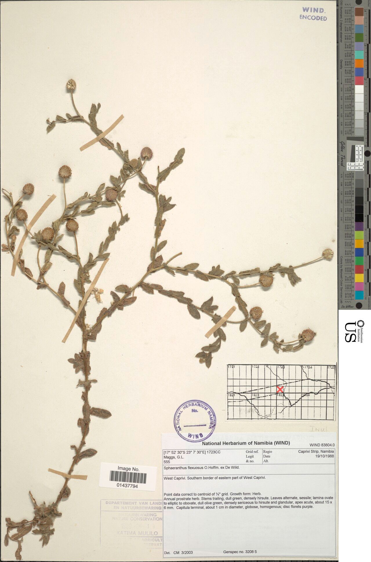 Sphaeranthus flexuosus — related species from the same genus