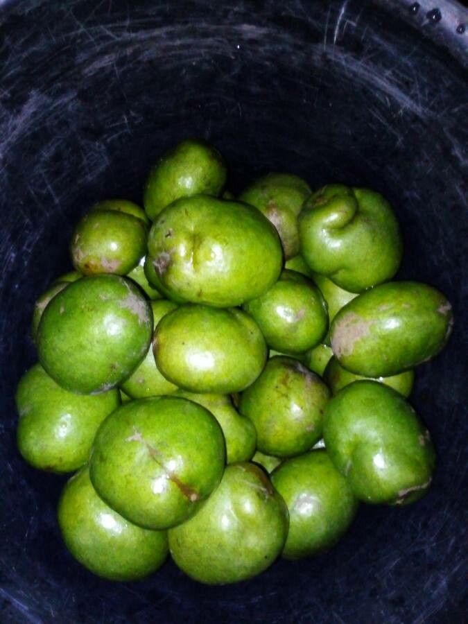 Irvingia gabonensis fruit