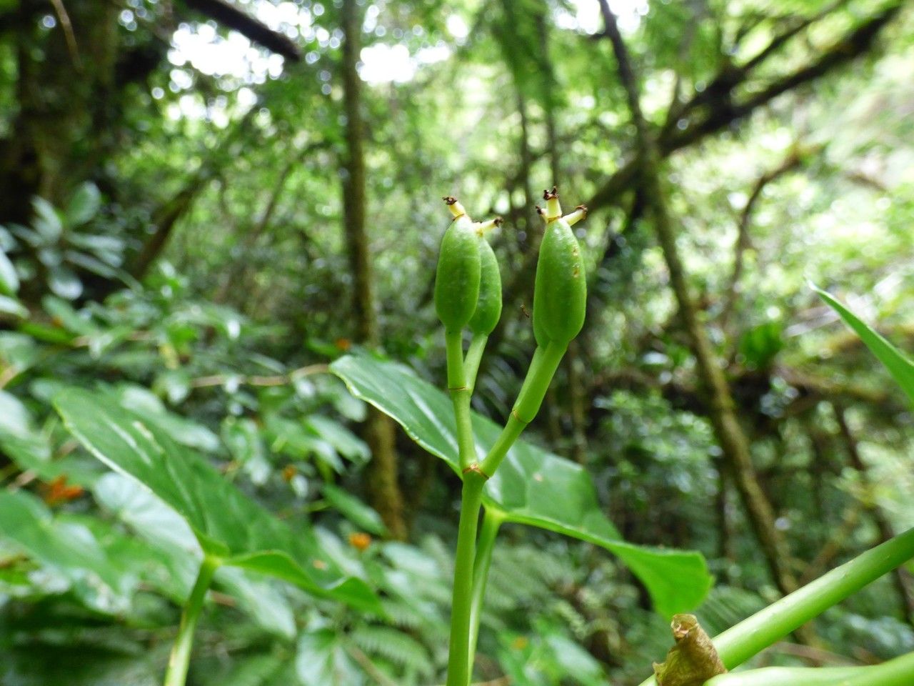 Begonia salaziensis — search result for 'Begoniaceae'