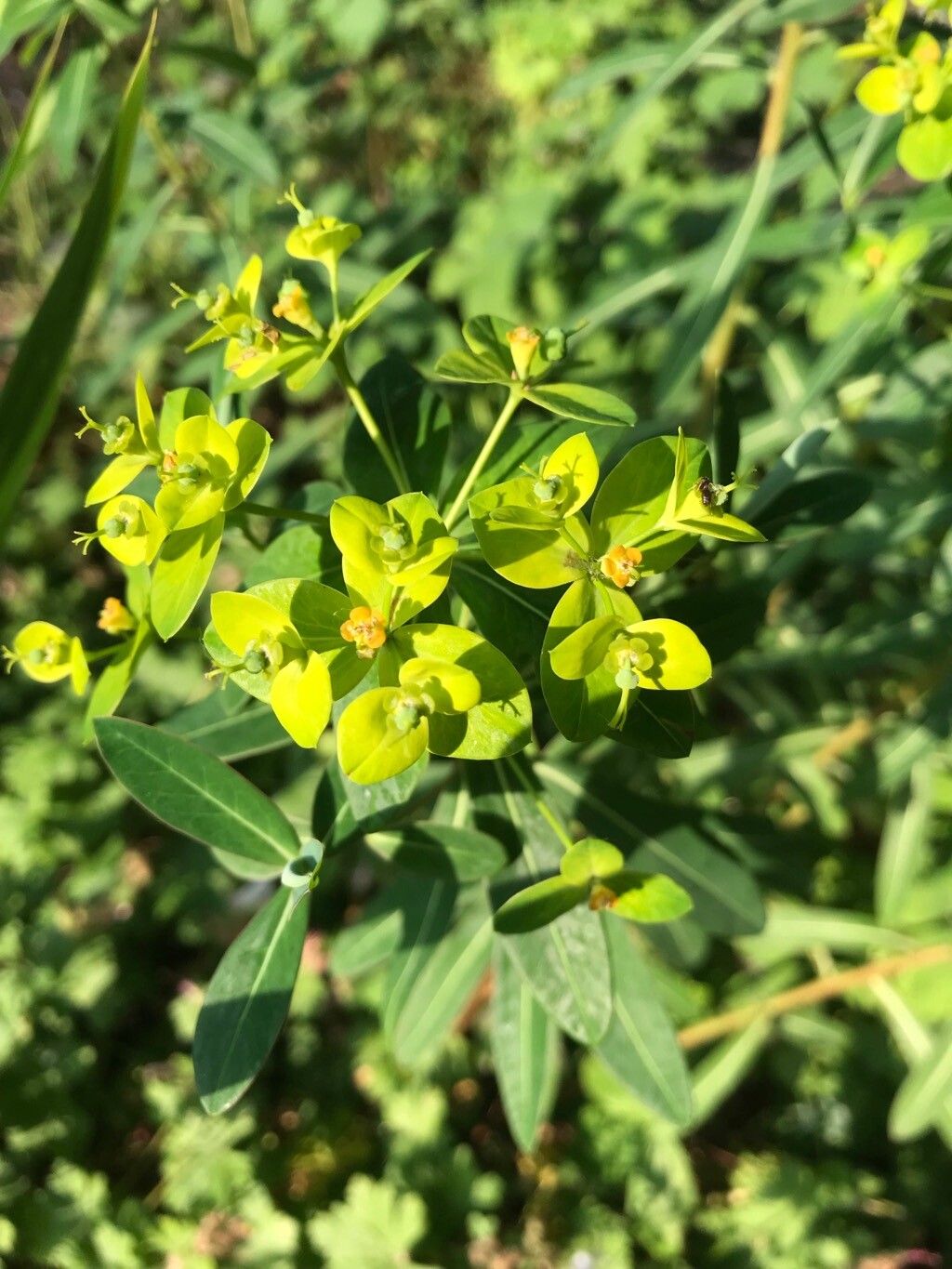 Euphorbia jacquemontii flower
