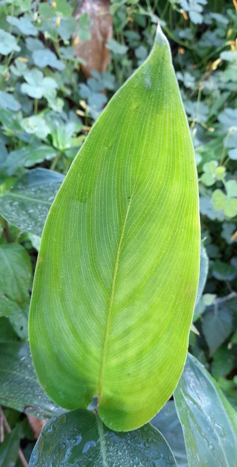 Maranta sobolifera — houseplant care guide