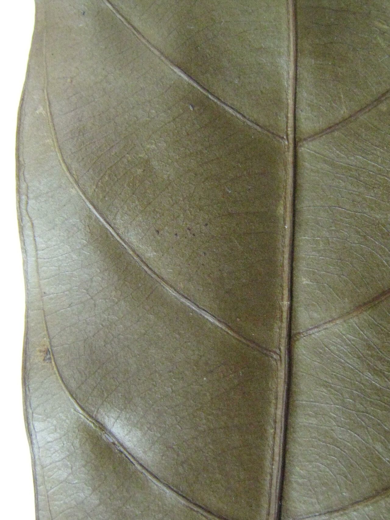 Duroia micrantha other