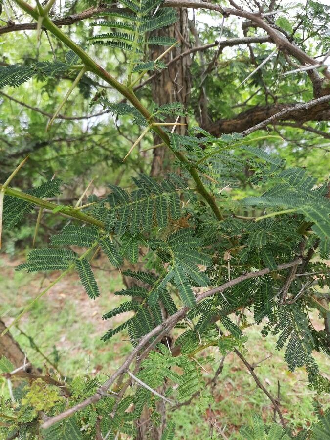 Acacia sieberiana leaf