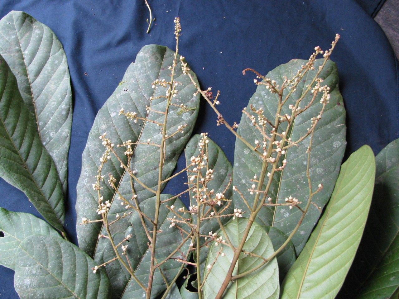 Cupania livida other