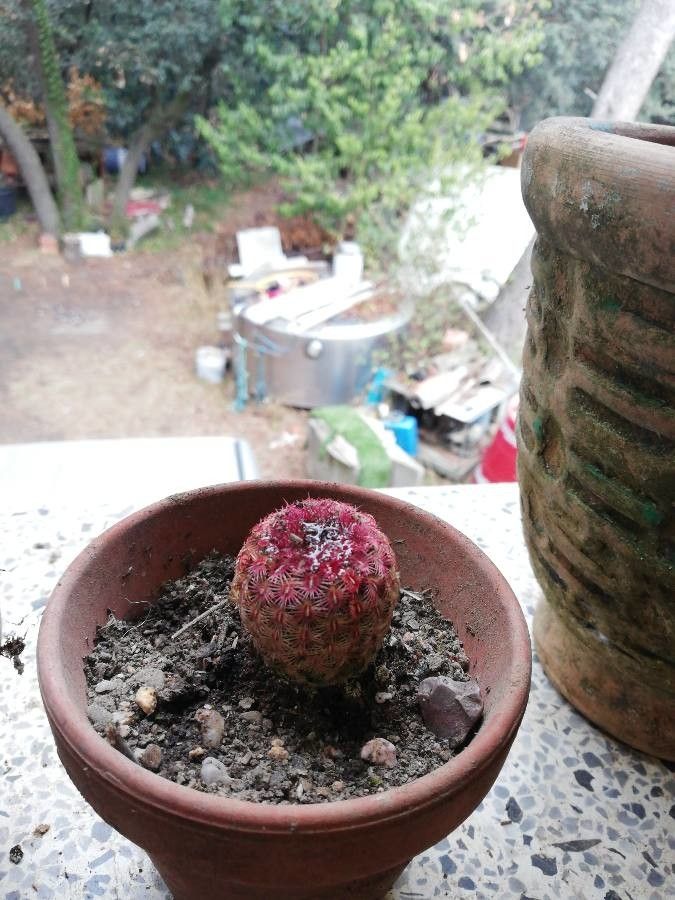 Echinocereus rigidissimus fruit