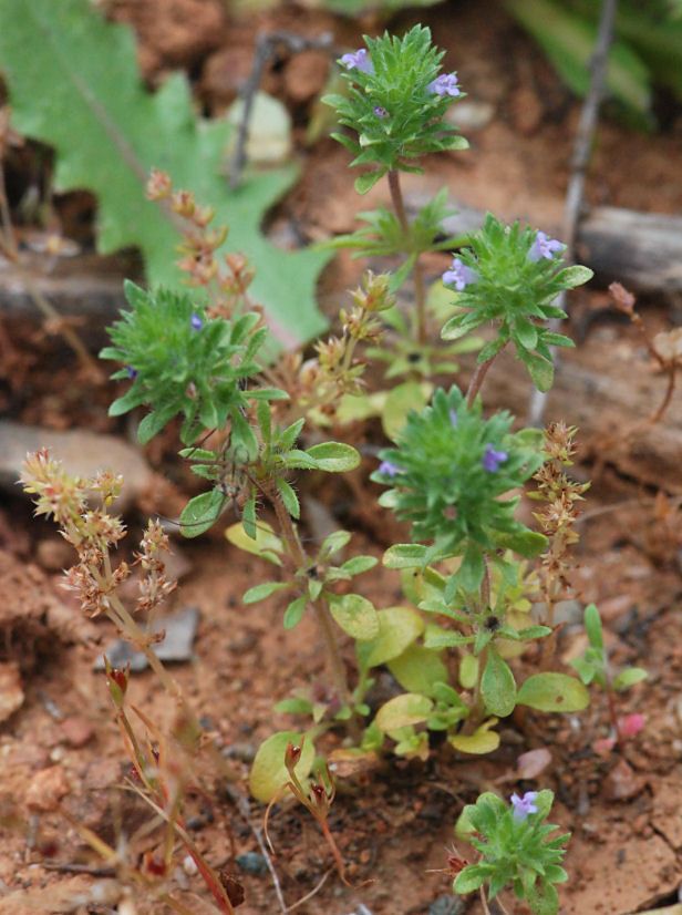 Pogogyne zizyphoroides habit