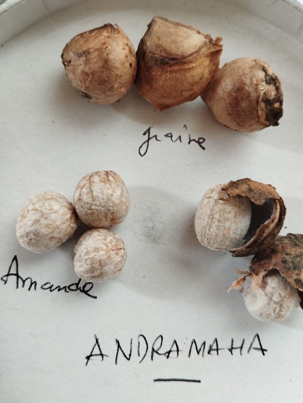 Plukenetia decidua fruit