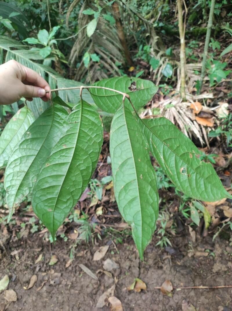 Dacryodes talamancensis leaf