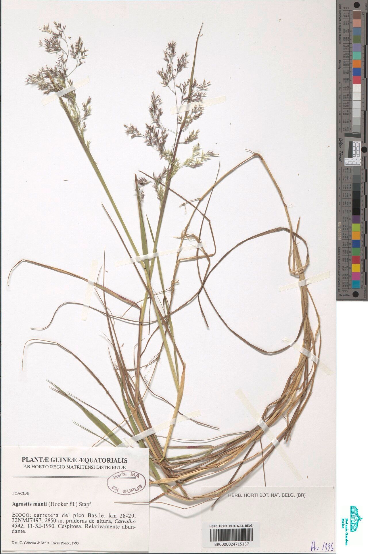 Agrostis mannii — houseplant care guide