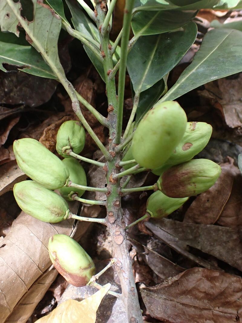 Uapaca heudelotii fruit