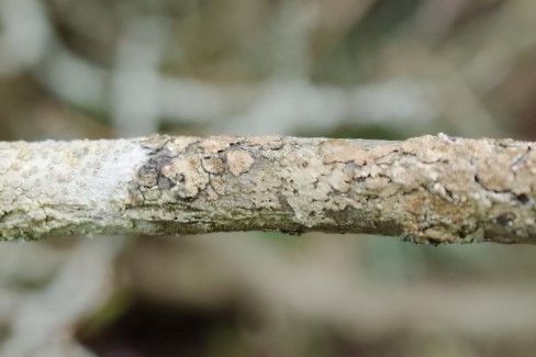 Rhododendron vaseyi bark