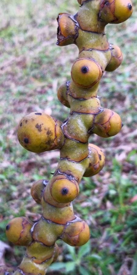 Latania verschaffeltii fruit