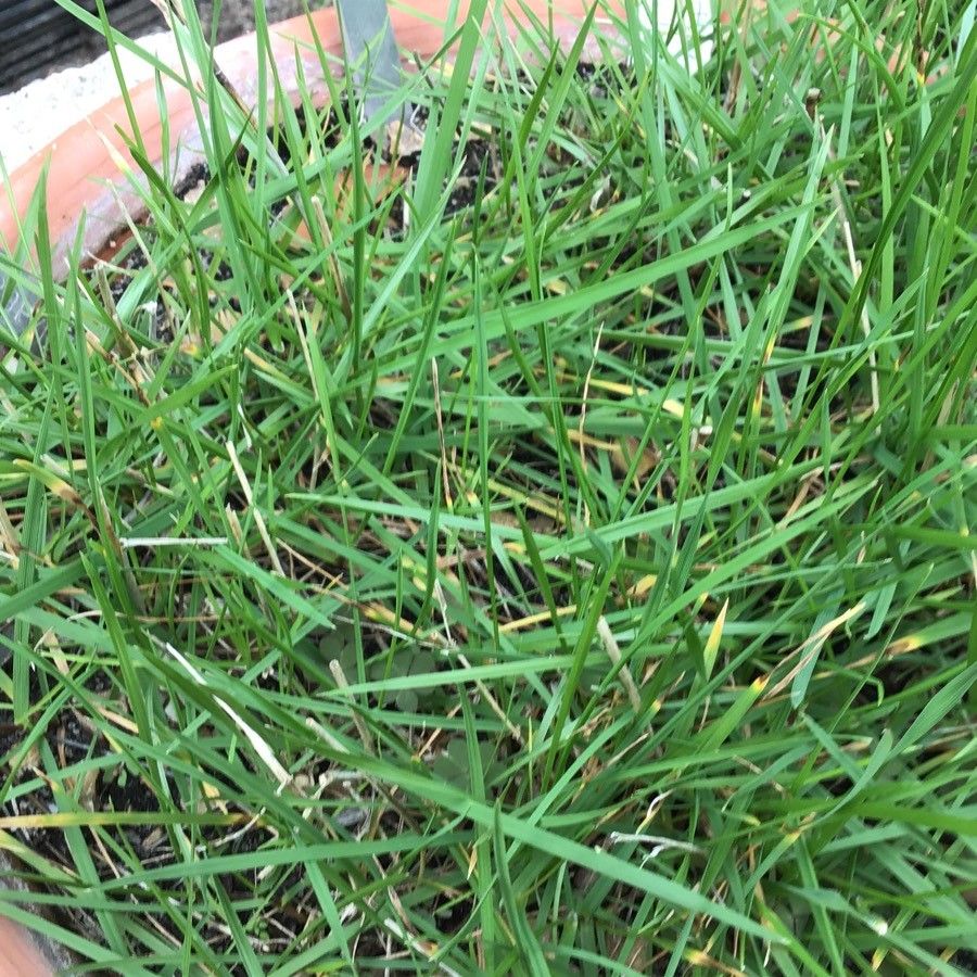 Lolium tuberosum leaf