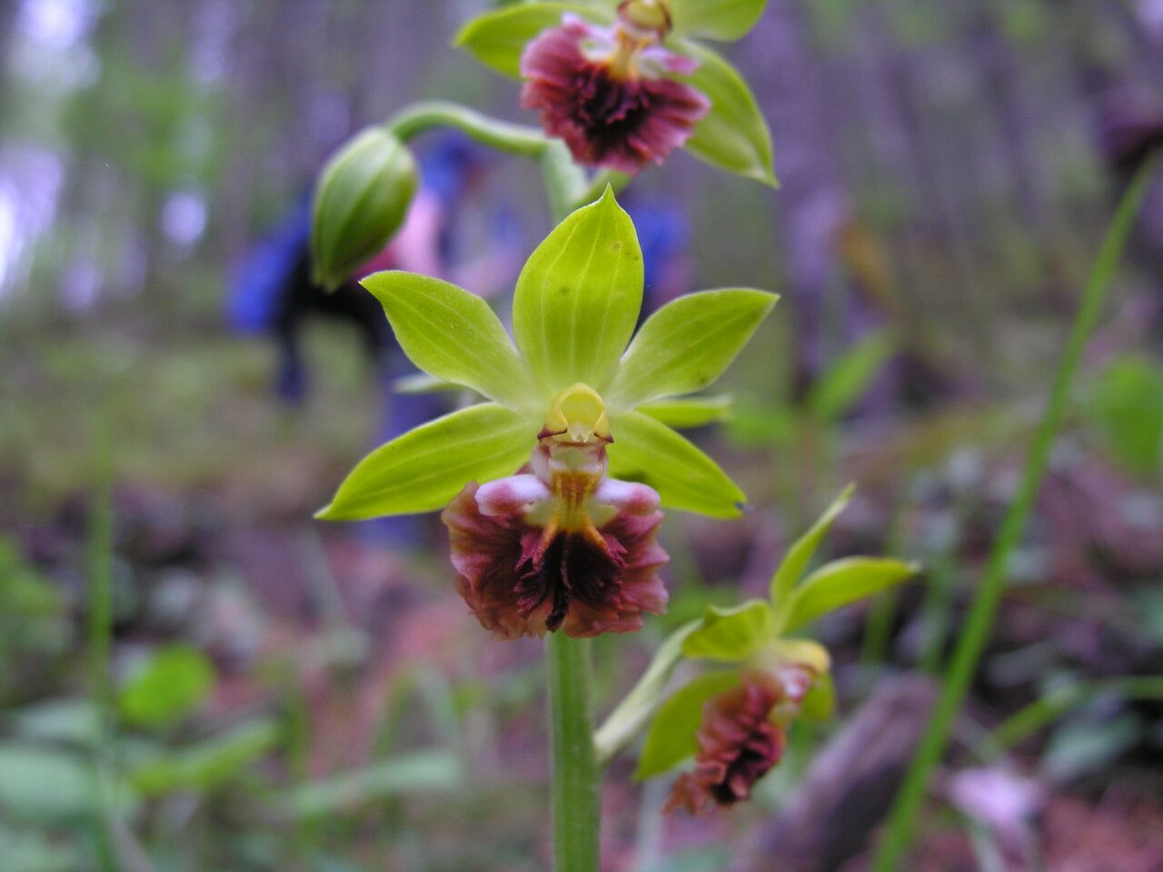 Calanthe tricarinata habit