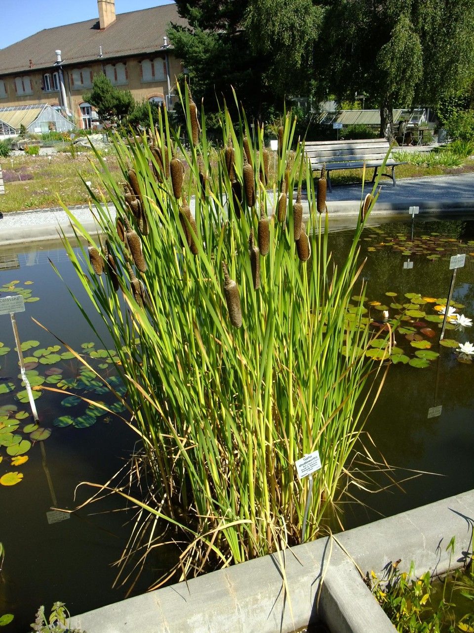 Typha shuttleworthii habit