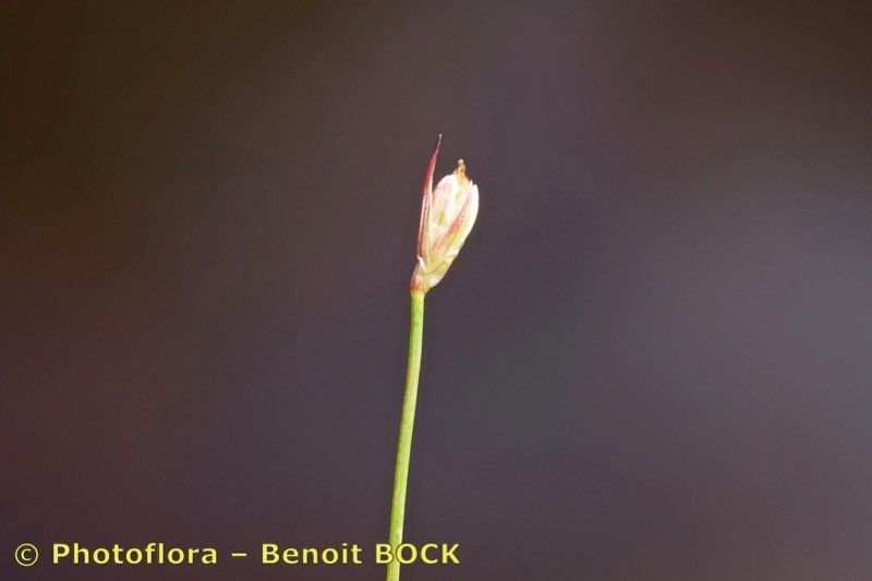 Juncus stygius other