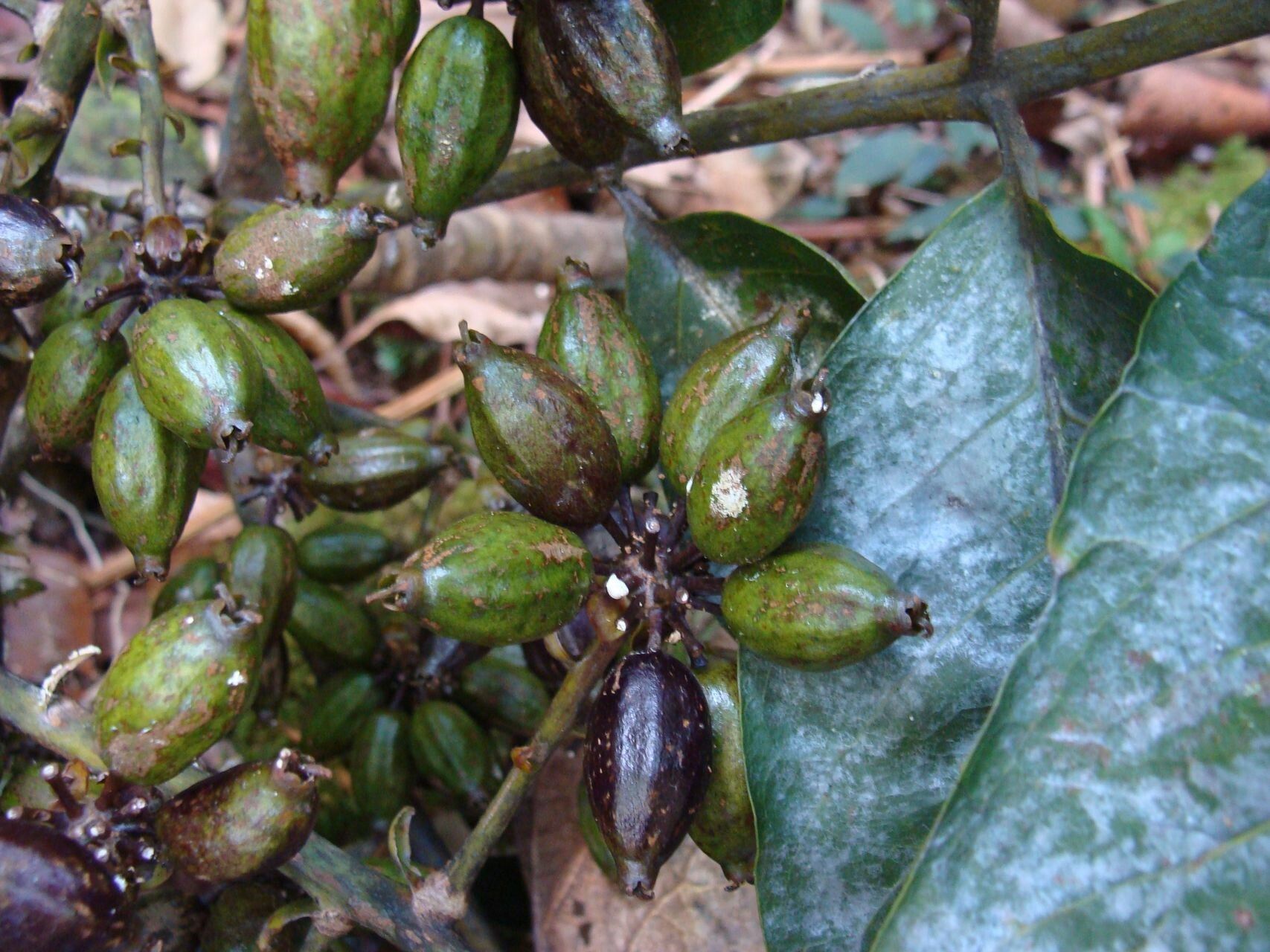 Schefflera pseudocandelabrum — houseplant care guide