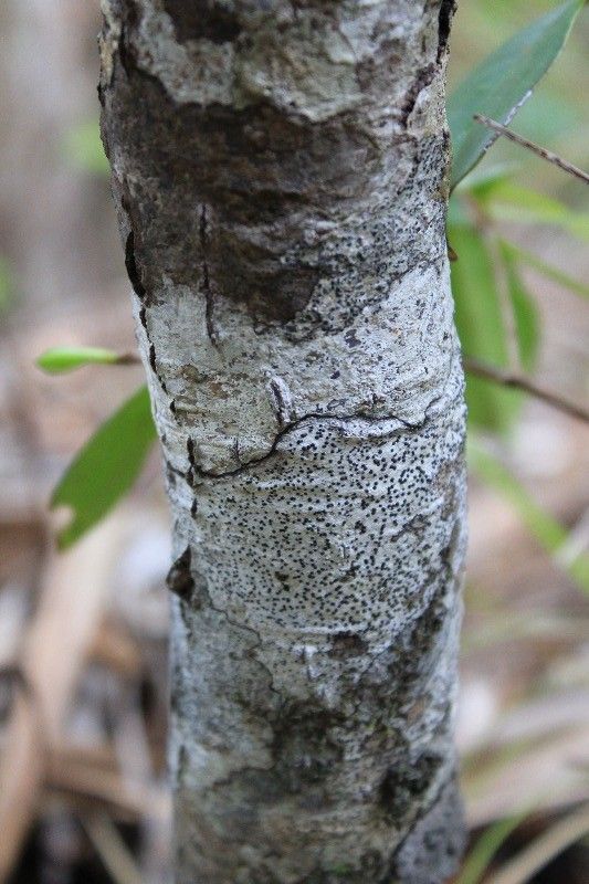 Apodytes dimidiata bark