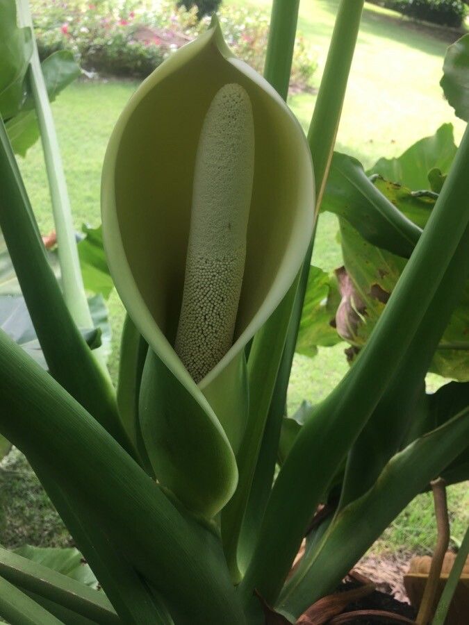 Thaumatophyllum brasiliense flower